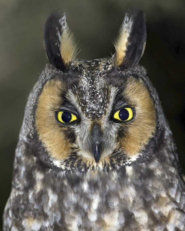 Long-eared Owl