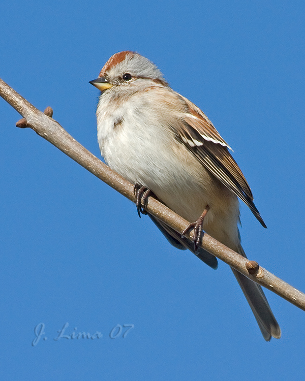 Tree Sparrow