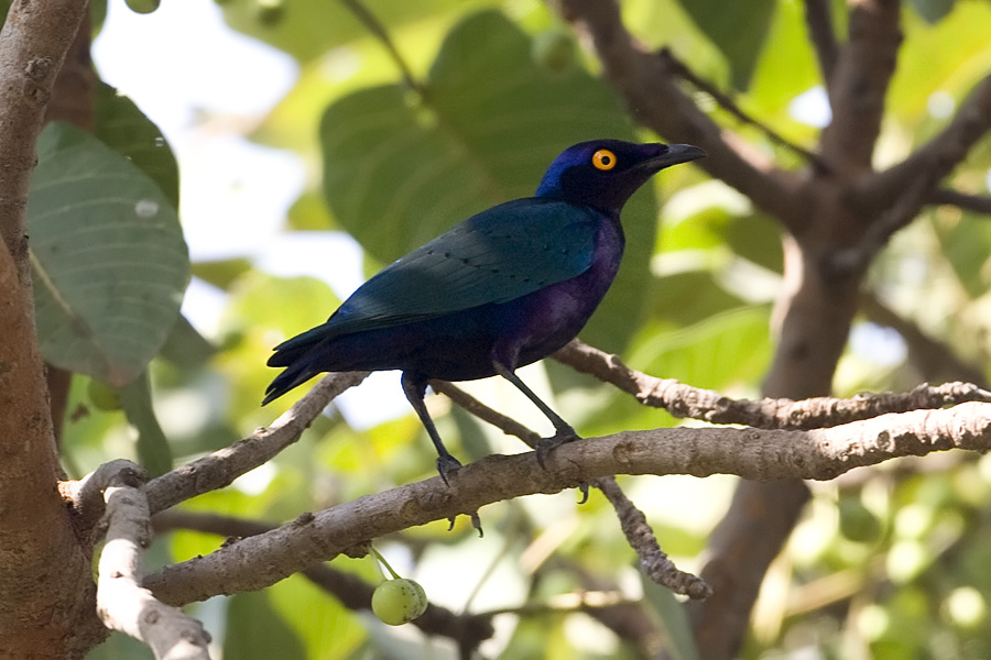 Purple Glossy Starling 9950.jpg