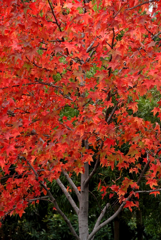 DSC_0277.JPG