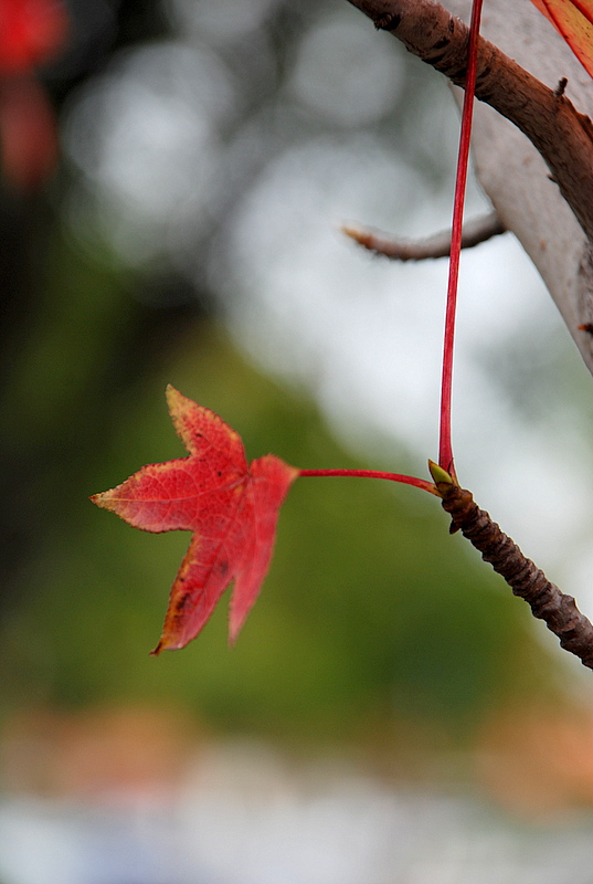 DSC_0288.JPG