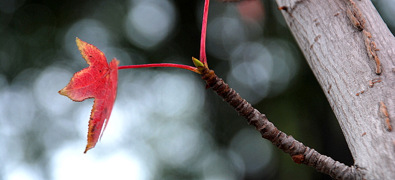 DSC_0289.JPG