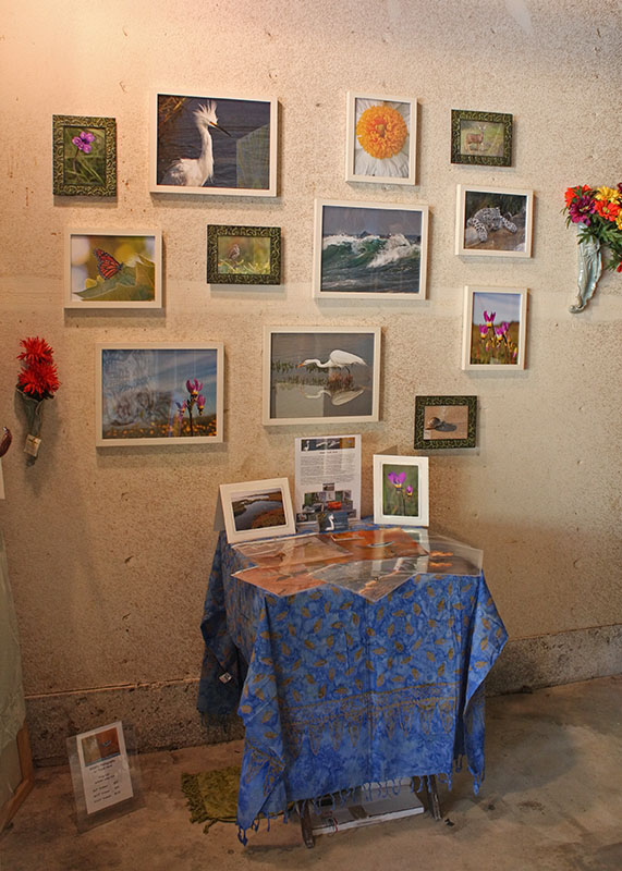 My Wildlife Photography mosaic arranged by Robert