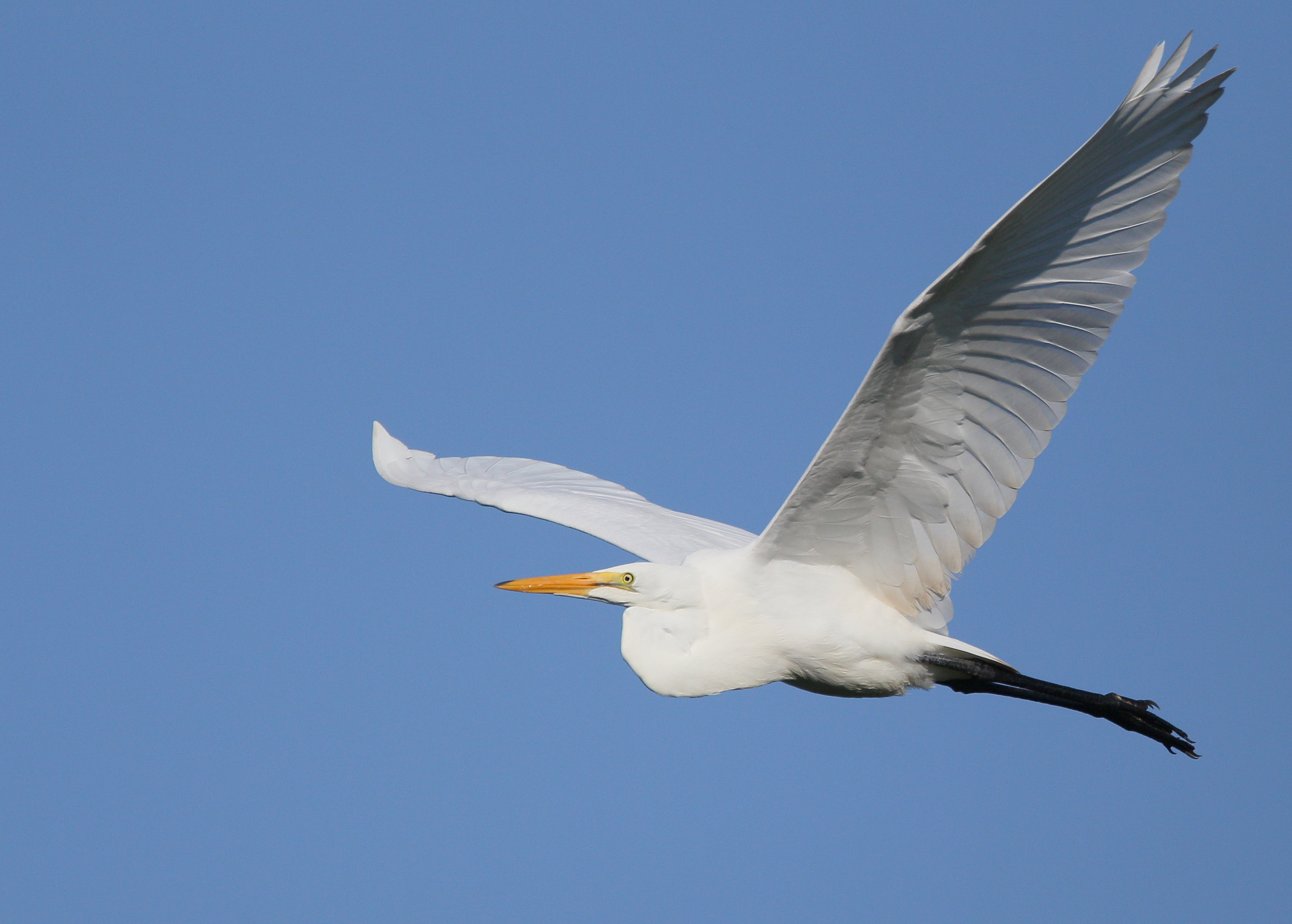 Great Egret