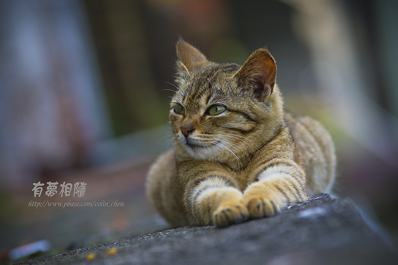 DSC05034vn-800s.jpg