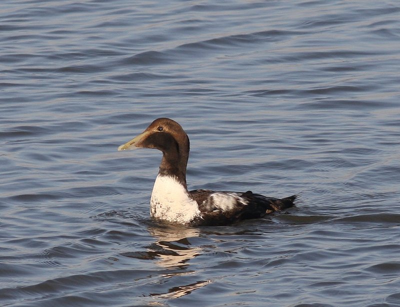 Eider - Common Eider