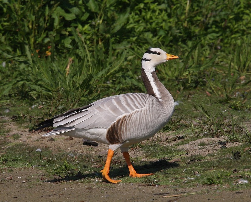Indische Gans - Bar-headed Goose