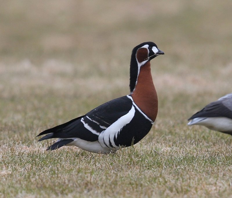 Roodhalsgans - Red-breasted Goose