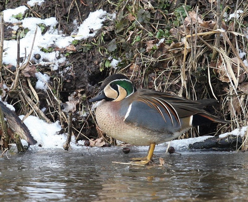 Siberische Taling - Baikal Teal