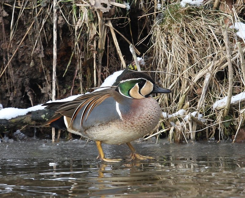 Siberische Taling - Baikal Teal
