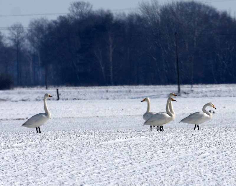 Wilde Zwanen - Whooper Swans