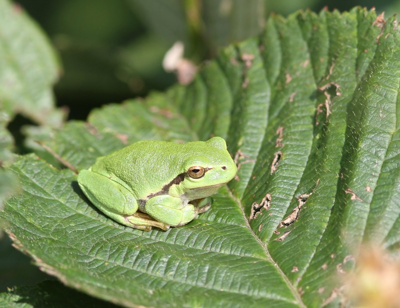 Boomkikker - Tree Frog