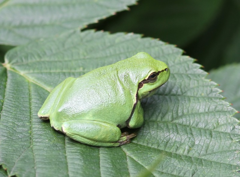 Boomkikker - Tree Frog