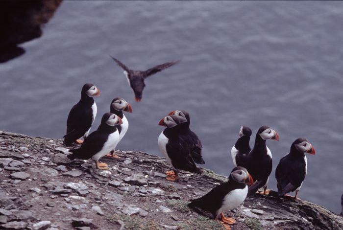 Puffins
