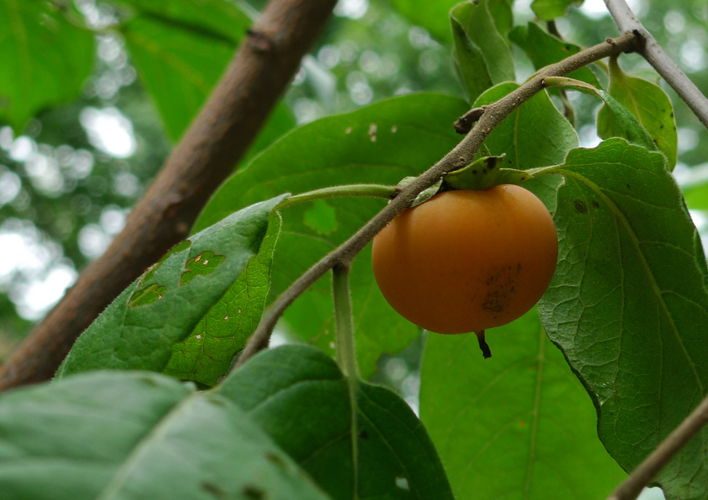 P1000190 TWO persimmons this year