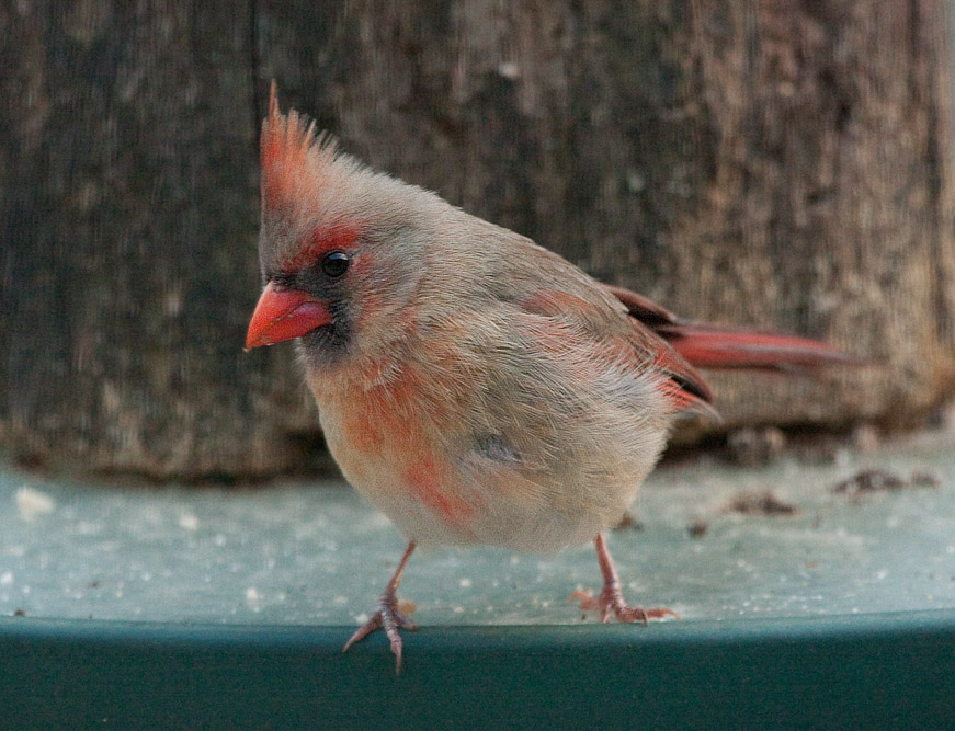 _MG_8132 Late Day Female Cardinals