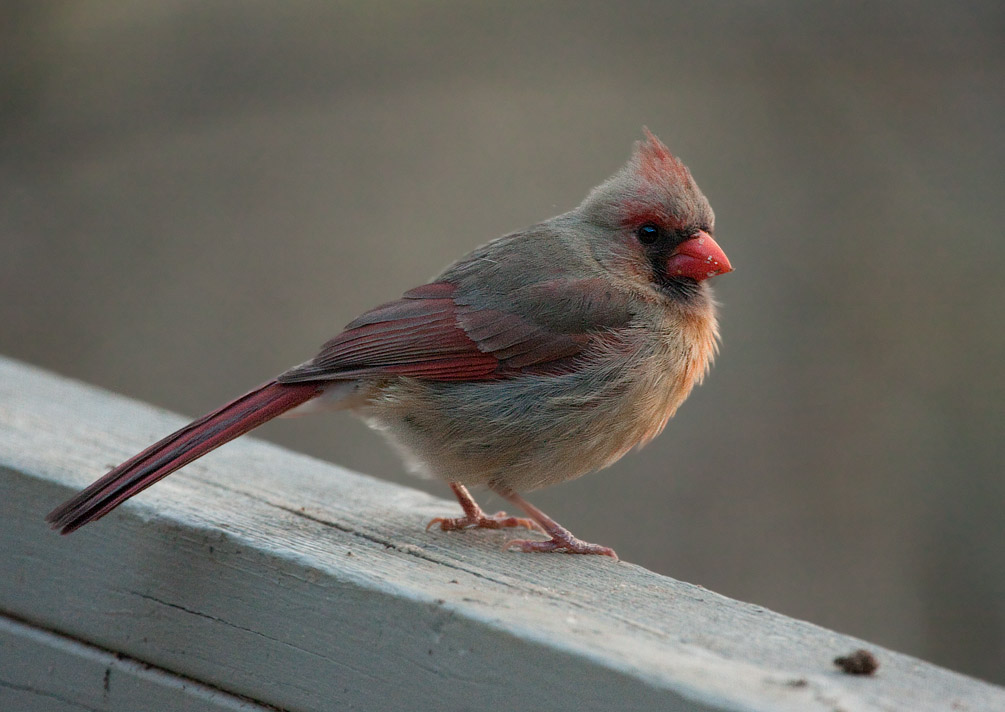 _MG_8138 Late Day Female Cardinal