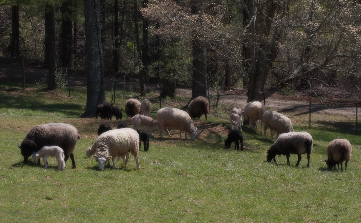 _MG_8369 Bucolic