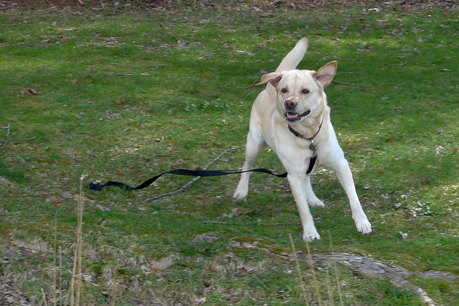 RP1030946 Polo on the Run
