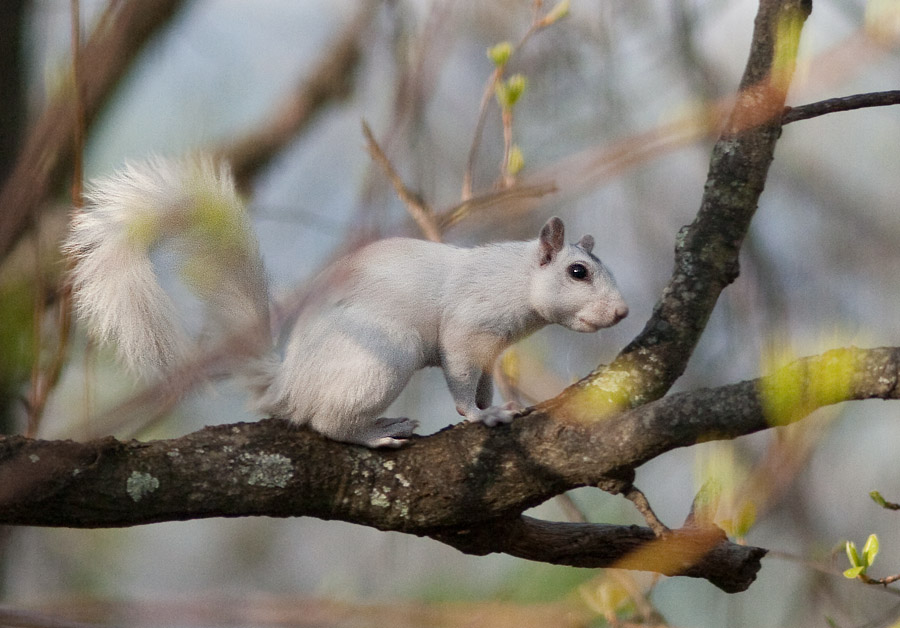 _MG_2864 White Squirrel