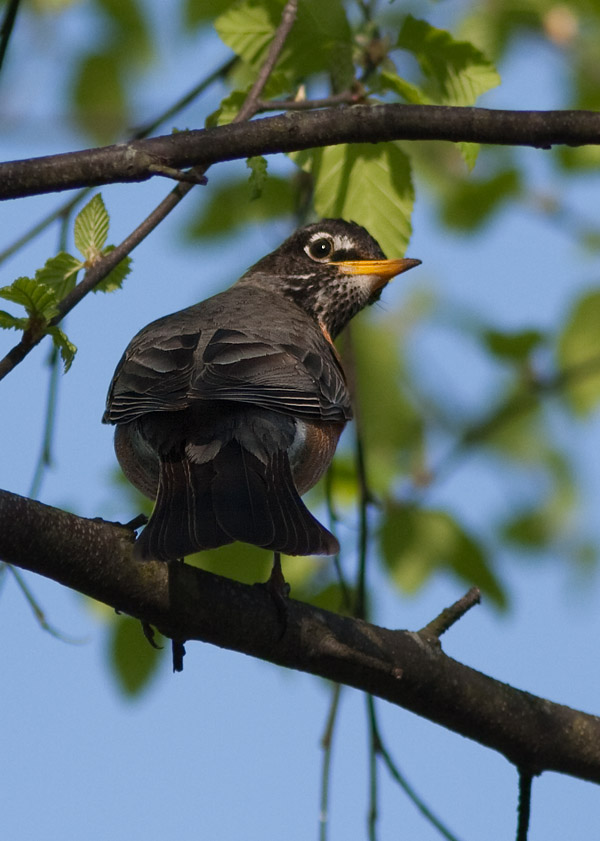 _MG_2896 Robin