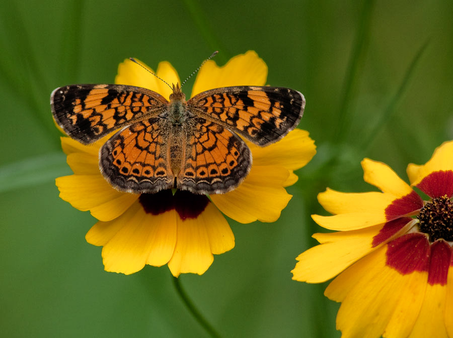 IMG_0123 Pearl Crescent Butterfly Phyciodes tharos  (I think)