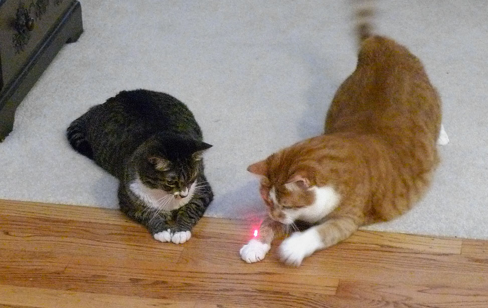 P1060074 Laser Pointer Play
