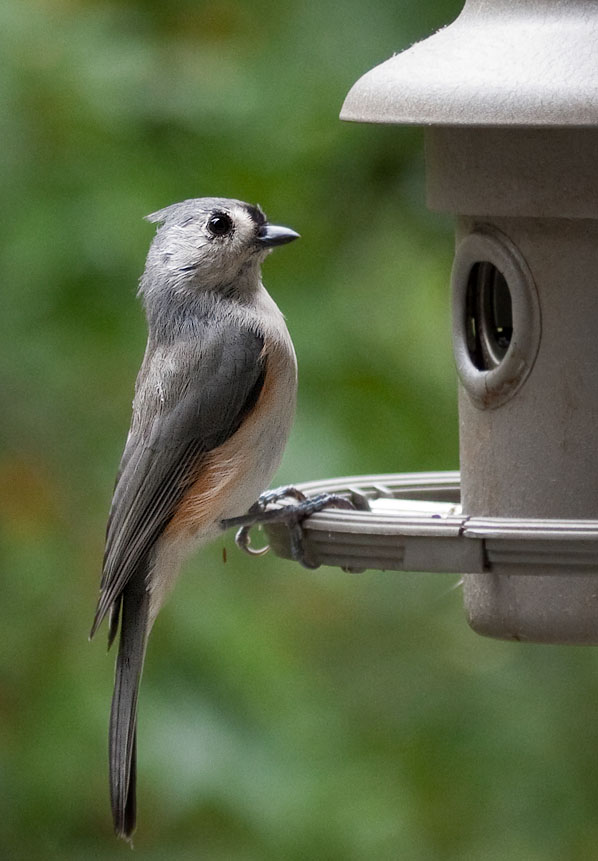 _MG_0322 Titmouse