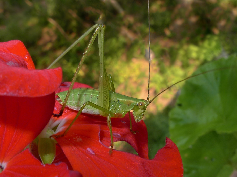 P1080797 Katydid Nymph