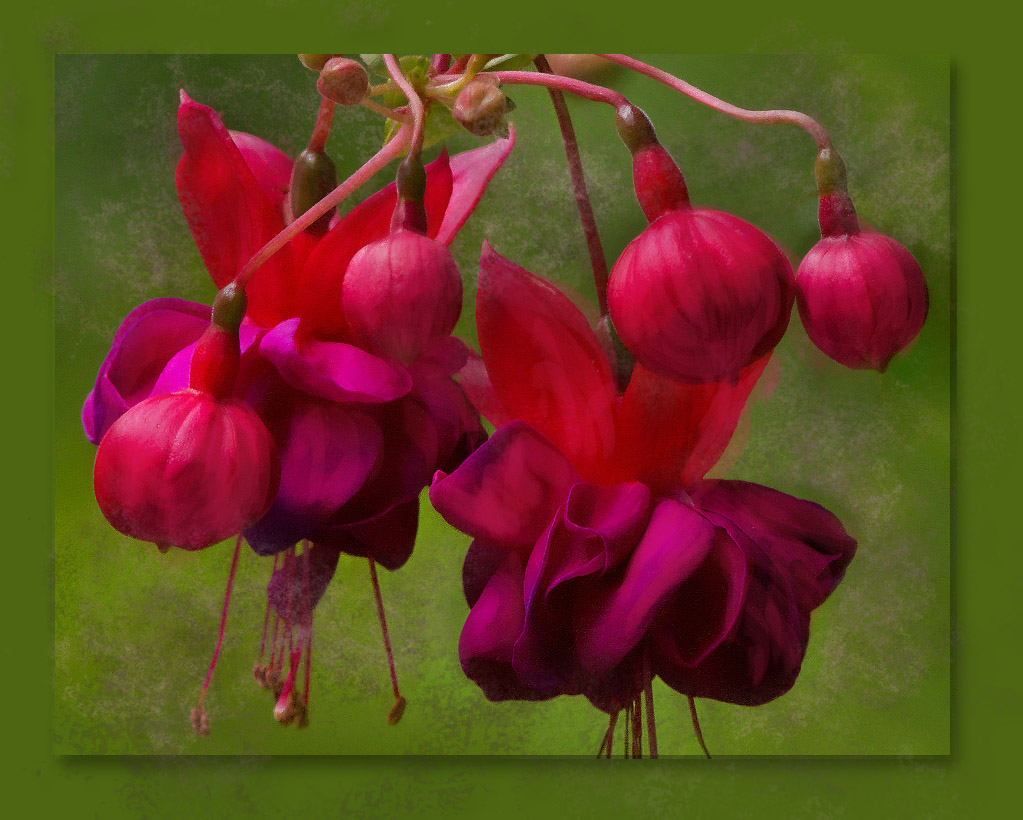 _MG_2722 Painted Fuchsias