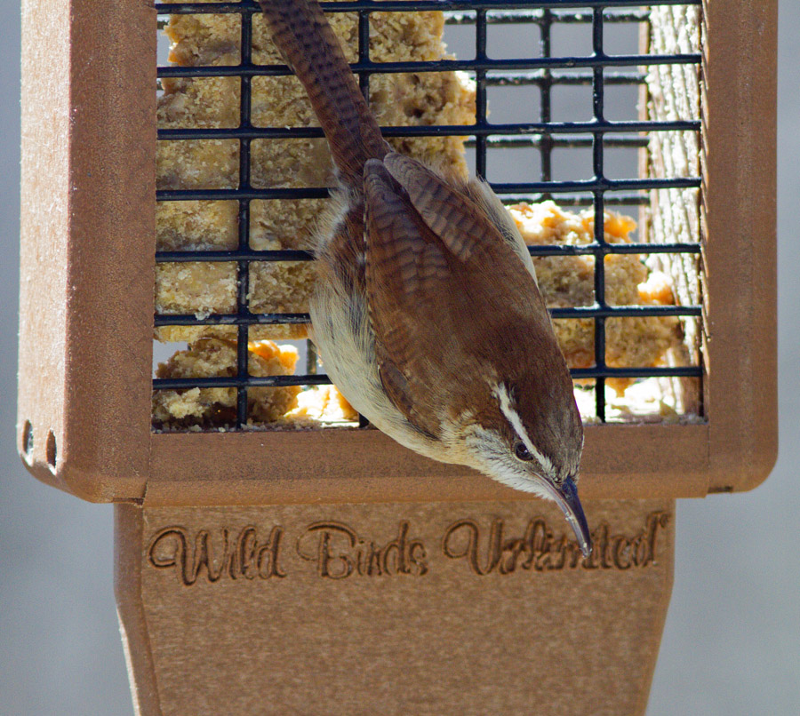 _MG_4664 Carolina Wren Through Window