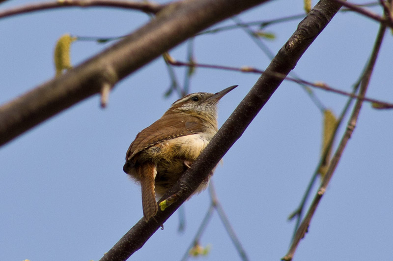 P4083082 Carolina Wren