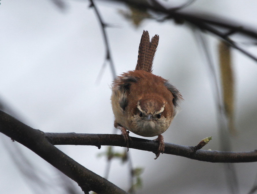_MG_4832 Carolina Wren