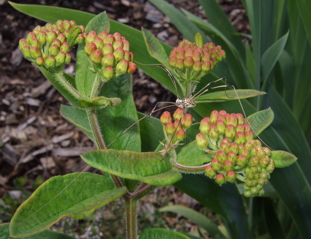 DSCF7665 Harvestman on Asclepias