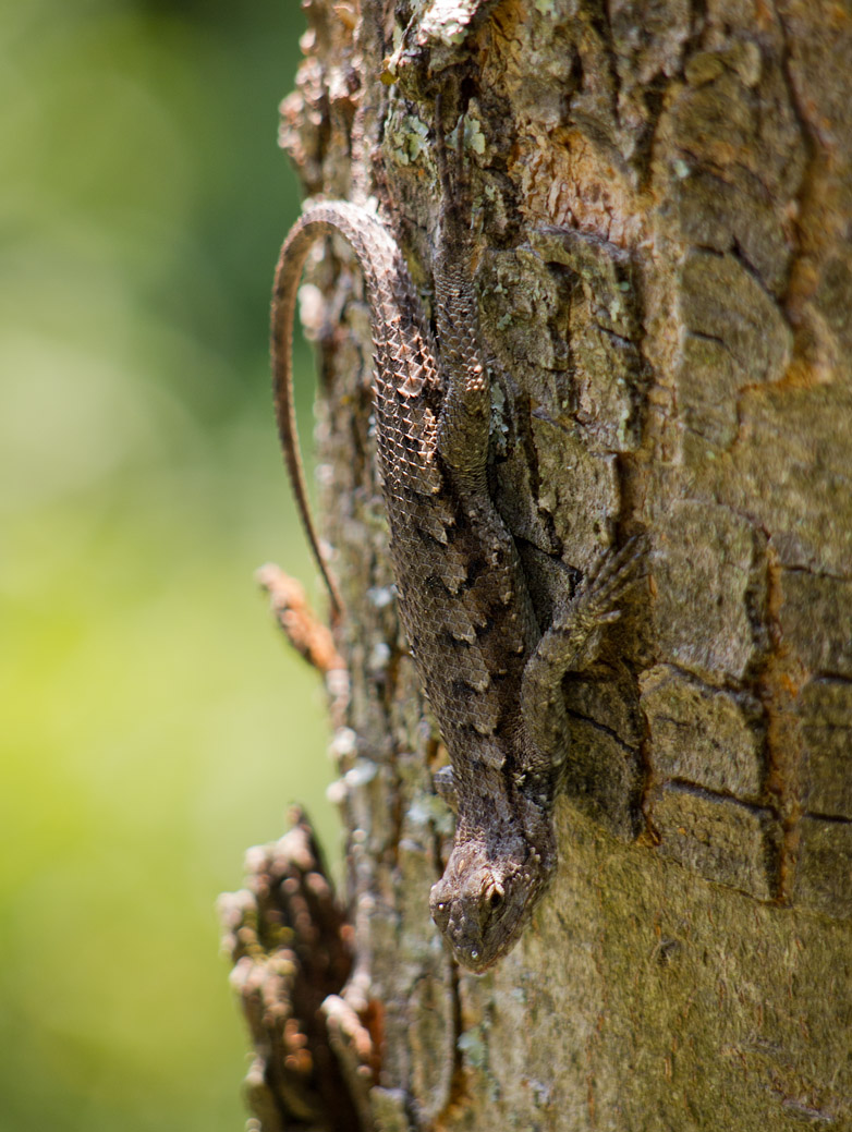 P6124876 Eastern Fence Lizard