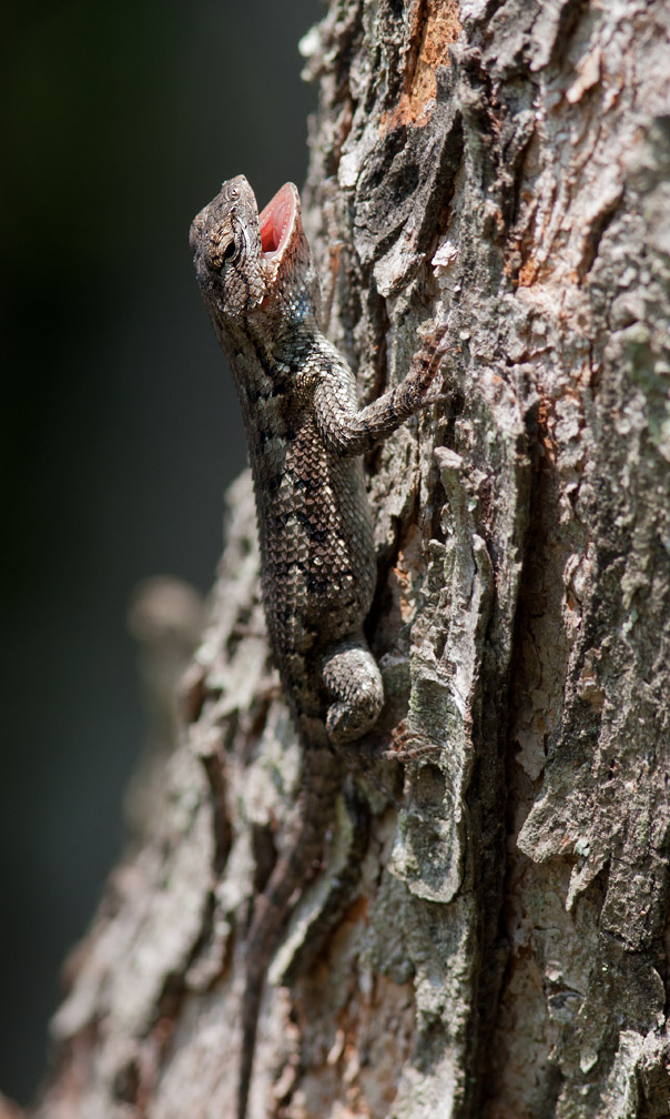 _MG_2189 Eastern Fence Lizard