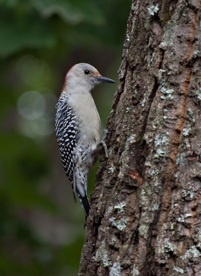 _MG_6403 Red Bellied Woodpecker