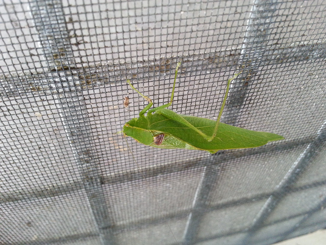 20120910_150057 Katydid on Screen