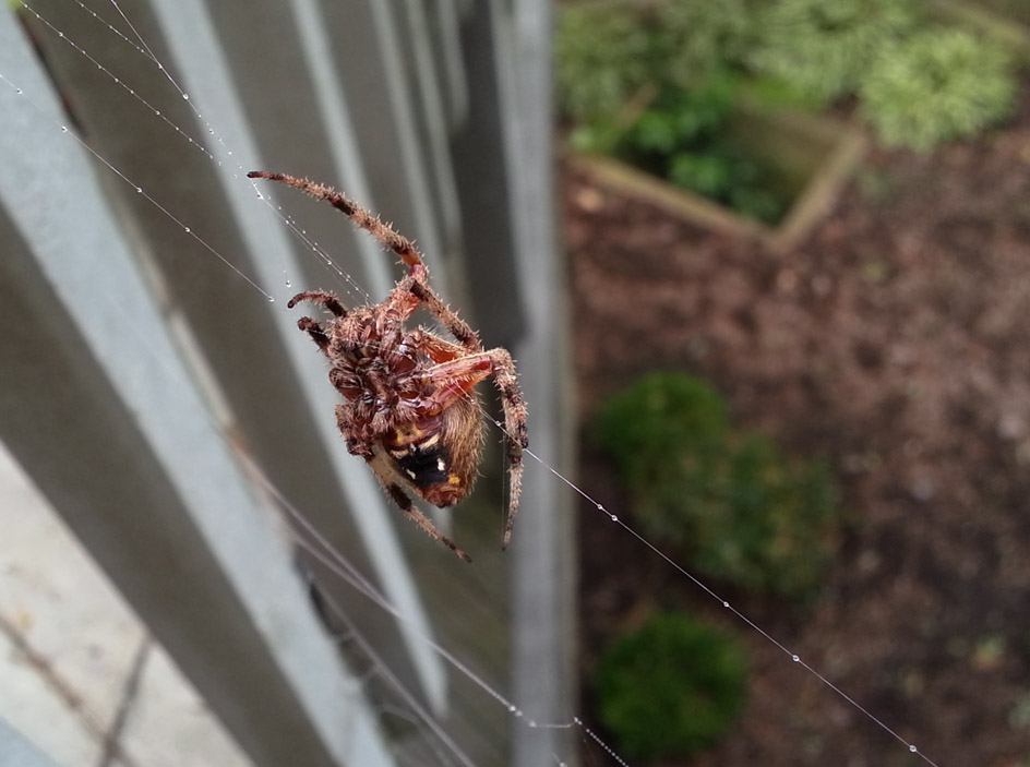 20120921_091643 Orb Weaver Macro