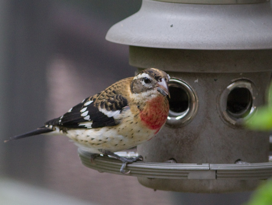 Immature Male From Flickr