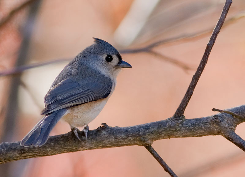 _MG_0307 Autumn Titmouse