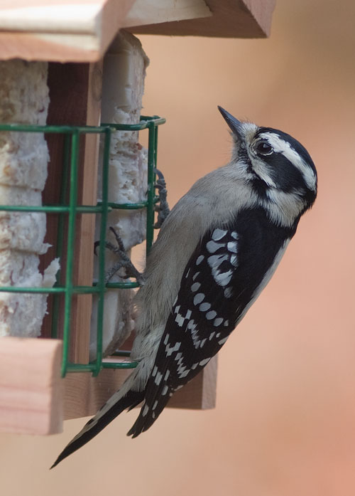 _MG_0320 Downy Woodpecker?