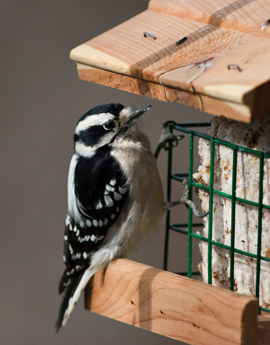 _MG_0229 Suet Customer
