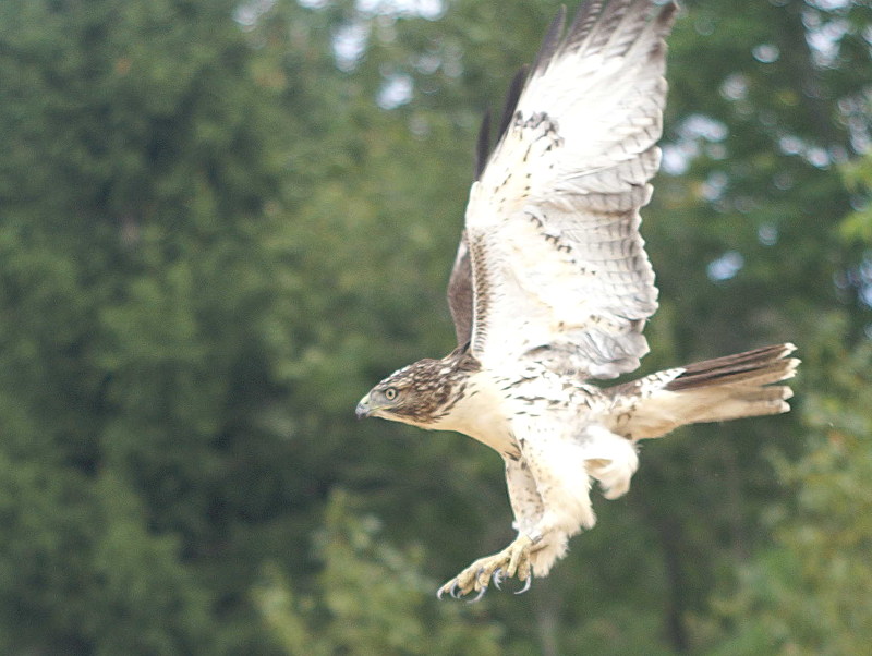 Red-tailed Hawk juvenile