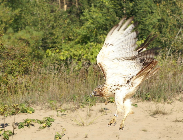 Red-tailed Hawk juvenile