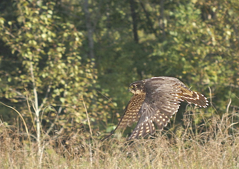 Merlin juvenile female