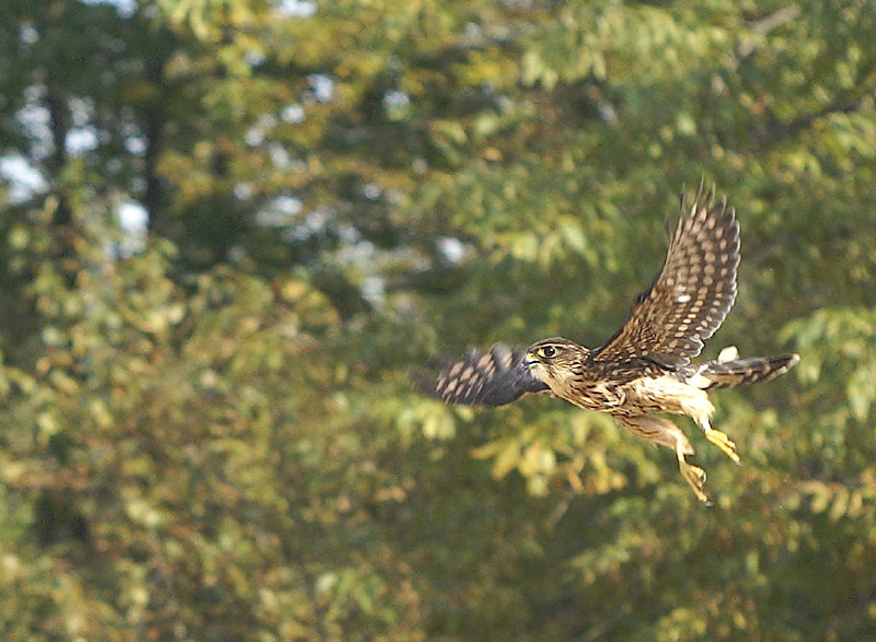 Merlin juvenile male