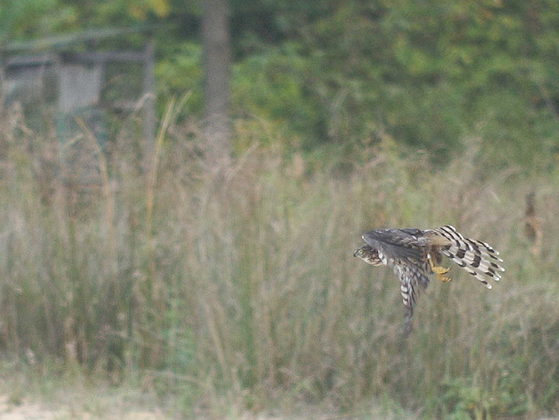 Sharp-shinned Hawk juvenile male