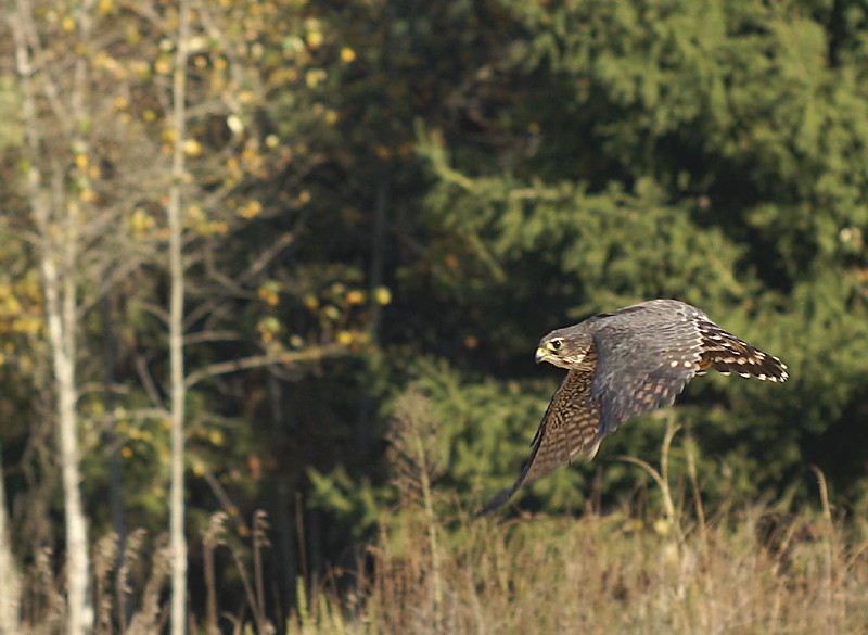 Merlin adult female