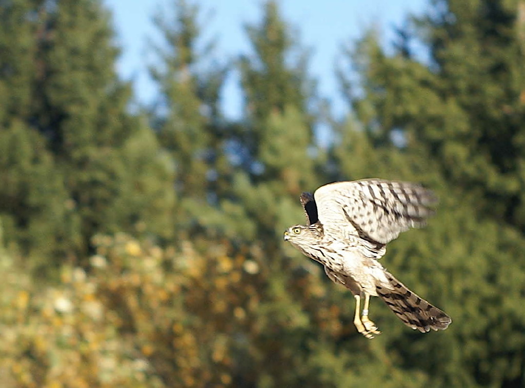 Sharp-shinned Hawk juvenile male